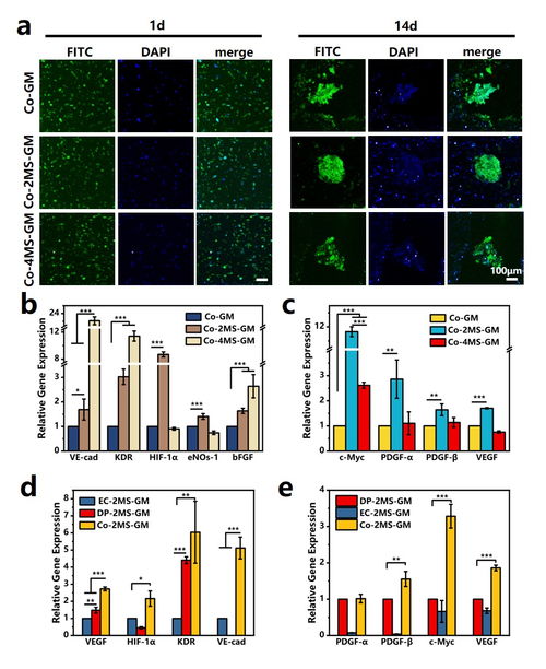 上海硅酸鹽所在無(wú)機(jī)材料結(jié)合多細(xì)胞生物3d打印用于毛發(fā)再生方面取得重要研究進(jìn)展